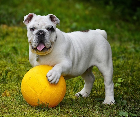 Tips to avoid heat stroke in dogs